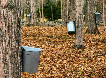 Maple Syrup: From Tree to Table