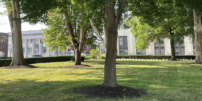 Trees on the front lawn of the Mckinley Memorial property.