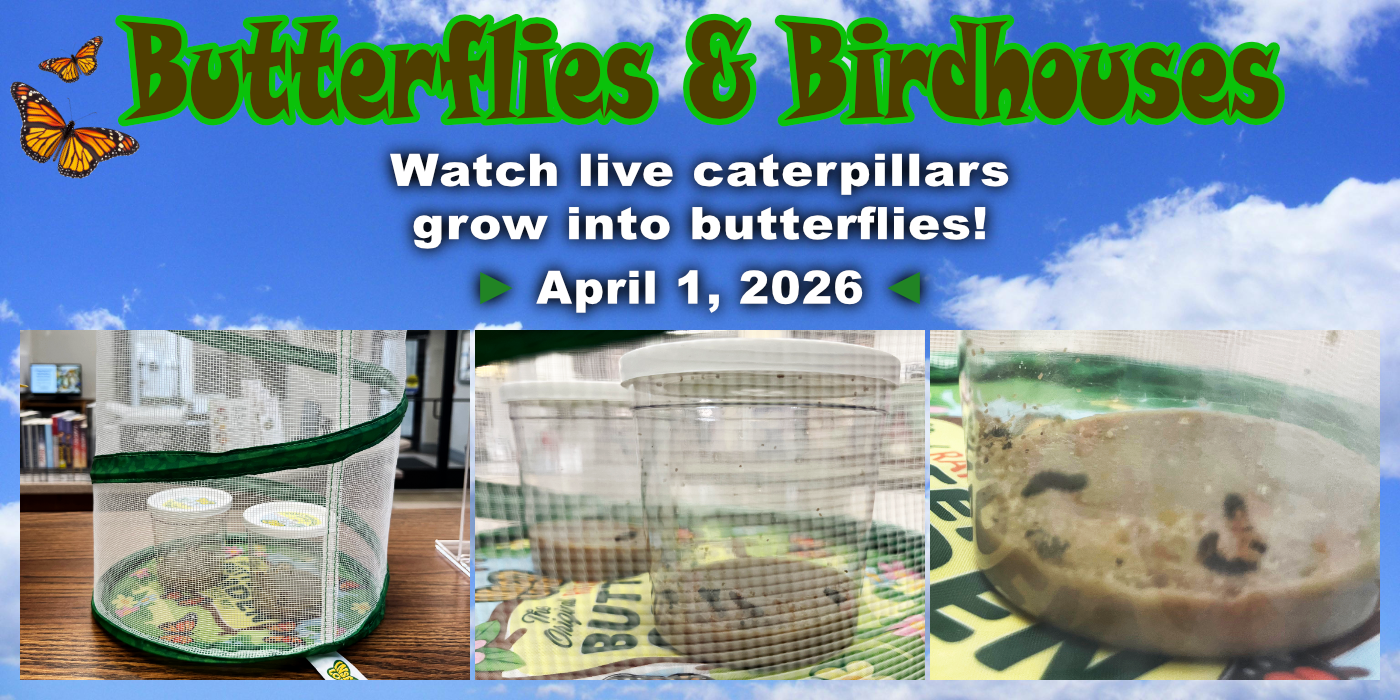 Butterfly metamorphasis as of April 1st.