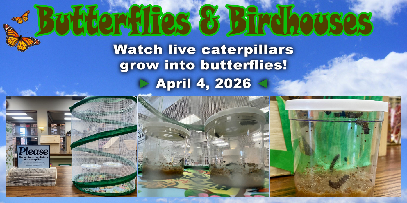 Butterfly metamorphasis as of April 4th.