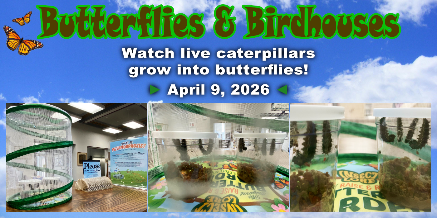 Butterfly metamorphasis as of April 9th.