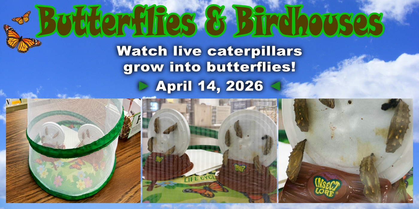 Butterfly metamorphasis as of April 14th.