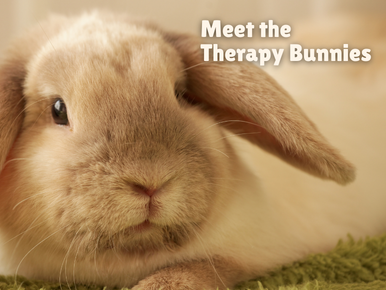 Meet the Therapy Bunnies