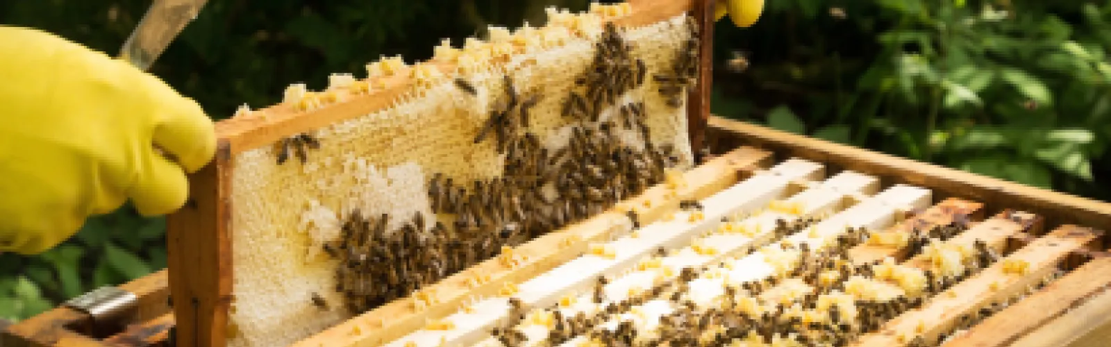 Intro to Beekeeping