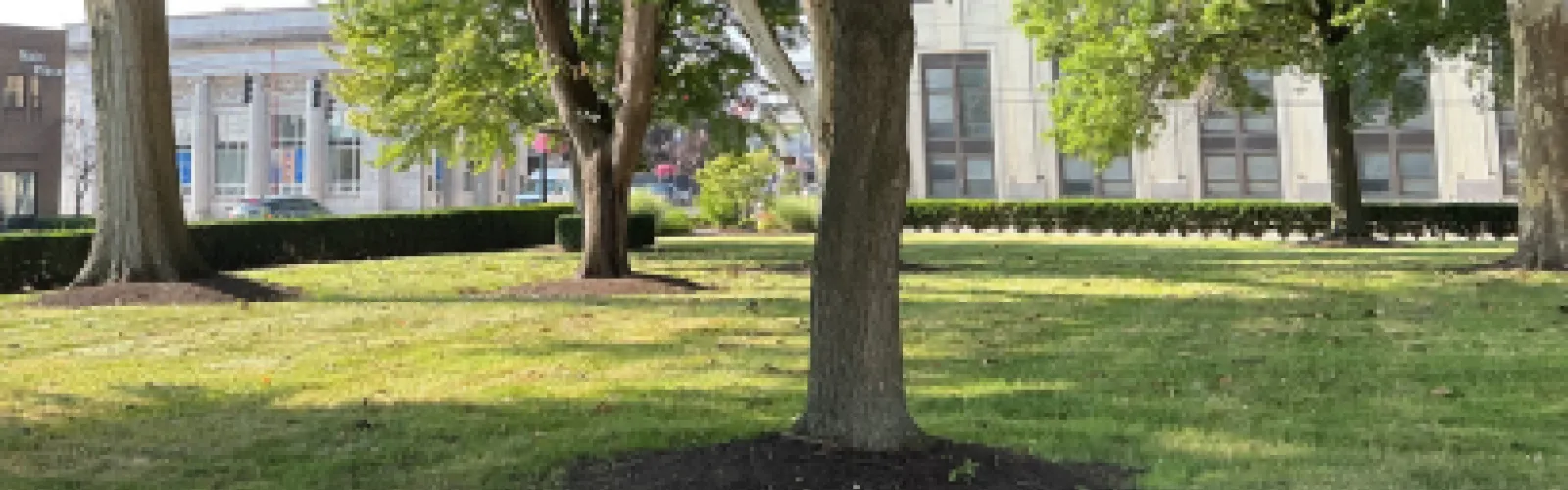 Trees on the front lawn of the Mckinley Memorial property.